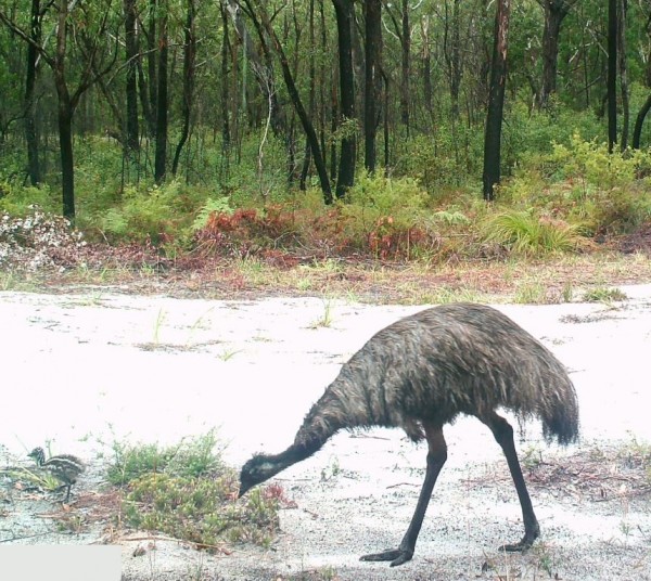 Coastal emu and chick