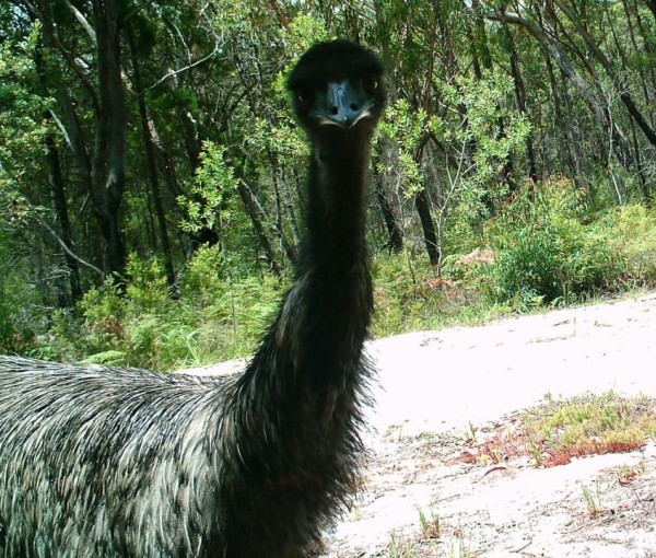 Coastal emu monitoring